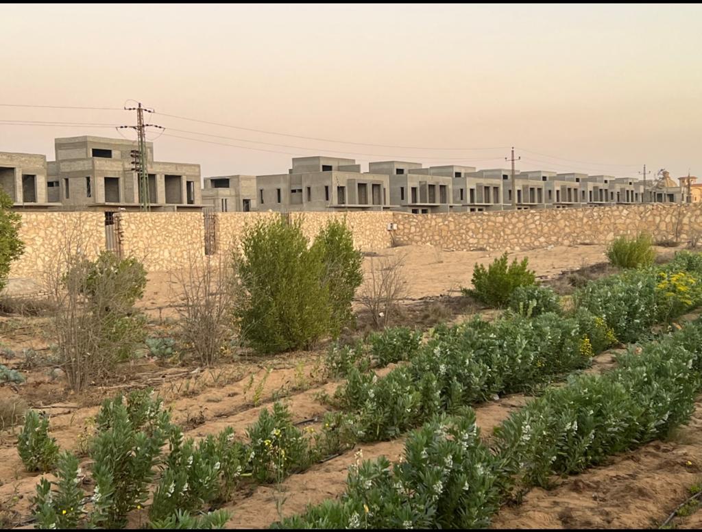 صورة 2